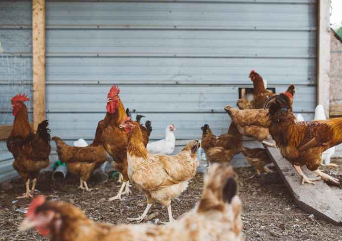  hens walking in front of the hen house